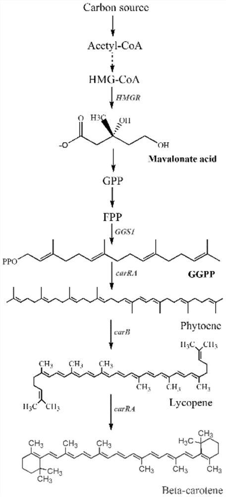 一种产β-胡萝卜素的重组菌及其构建方法和应用